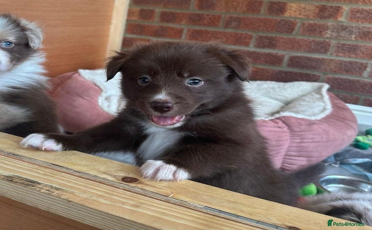 Border Collie dogs in Norwich - Advert 5