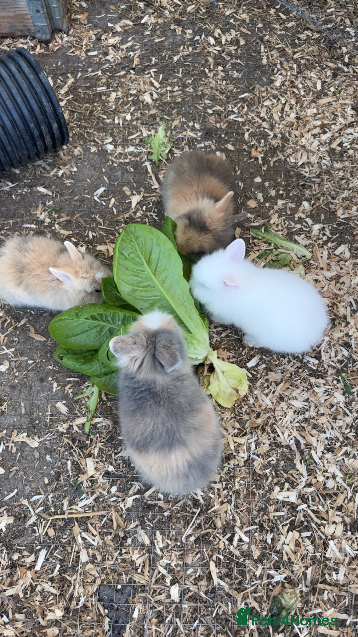 Lionhead rabbits 3 Lionhead Rabbits - Advert 6