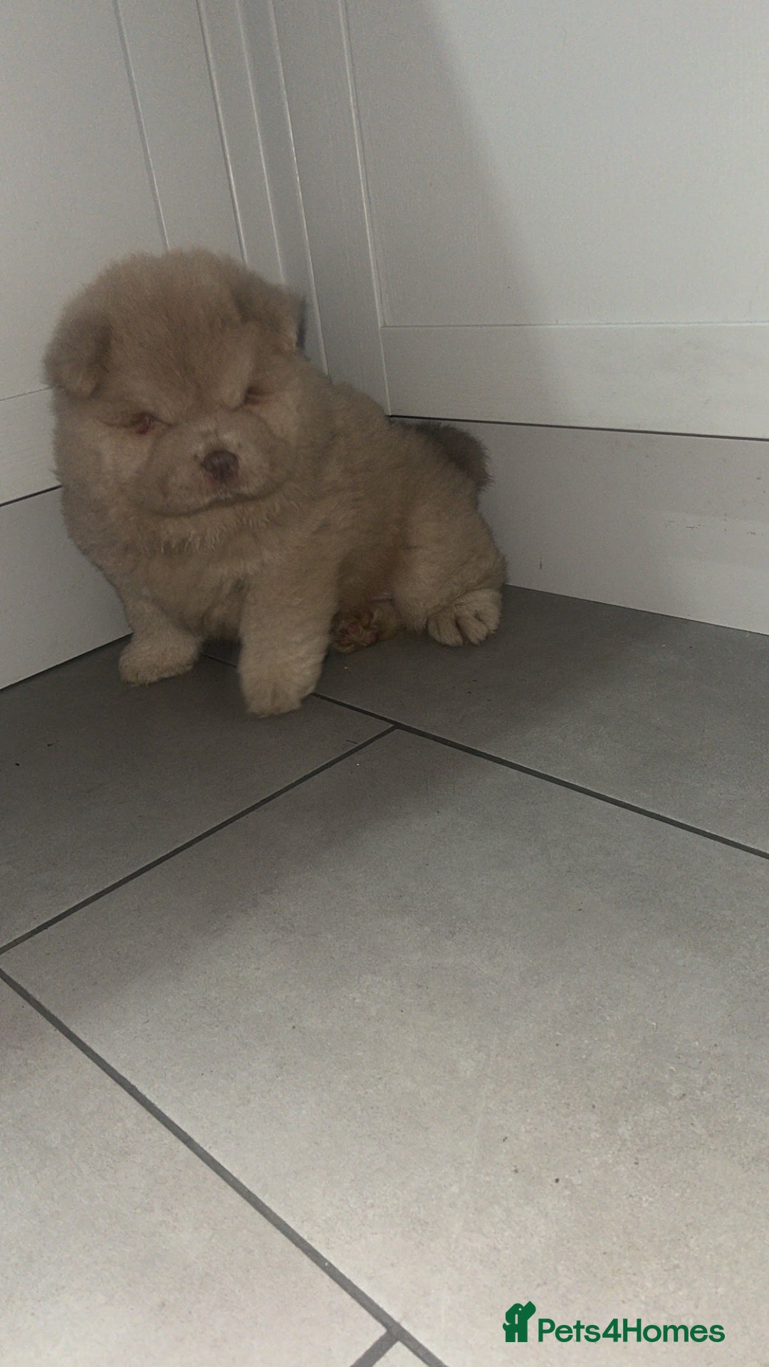 Chow Chow dogs for sale: Lilac boy chow chow  - Advert 9