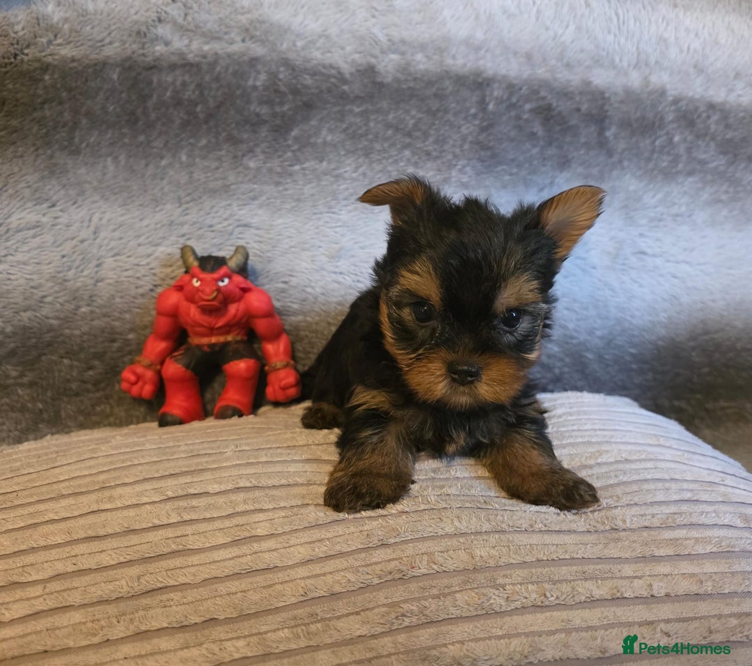 Yorkshire Terrier dogs for sale: Miniature Pedigree Yorkshire Terrier Puppies - Image 9