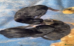 Mixed Breed cats for sale: 4 newborn kittens - Image 7