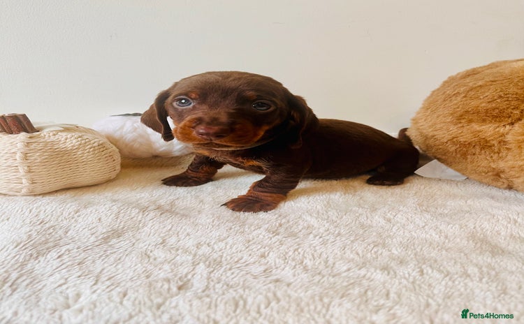 Dachshund dogs - Advert 4