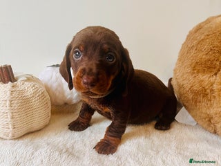Dachshund dogs - Advert 20