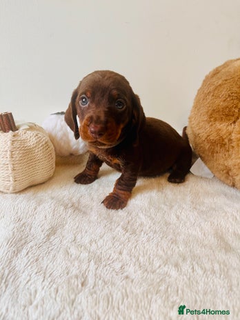 Dachshund dogs - Advert 2
