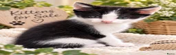 Mixed Breed cats for sale: Lovely kitted looking for loving home  - Advert 4