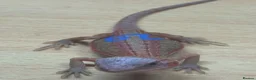 Bearded Dragon reptiles for sale: Stunning baby bearded dragons - Advert 6