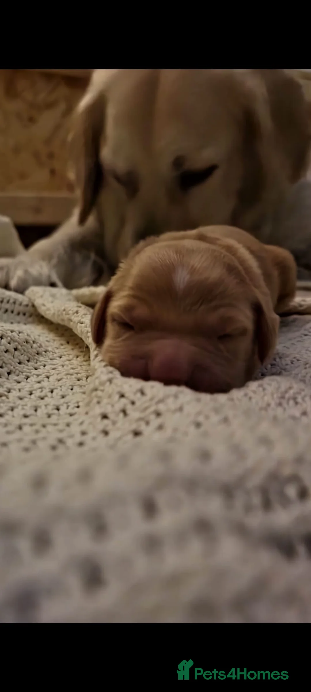 Golden Retriever dogs for sale: Golden retriever puppies due mid Jan  - Advert 8