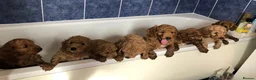 Miniature Poodle dogs for stud: Red Miniature Poodle Stud, KC and health tested in Tonbridge - Advert 6
