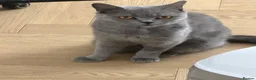 British Shorthair cats for sale: QUEEN - Advert 1