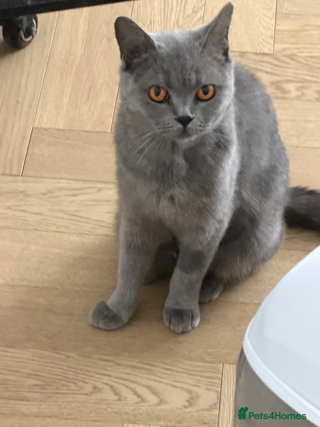 British Shorthair cats for sale: QUEEN - Advert 1