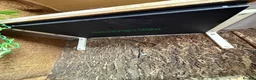 Boa Snake reptiles for sale: Hypo boa constrictor - Advert 4