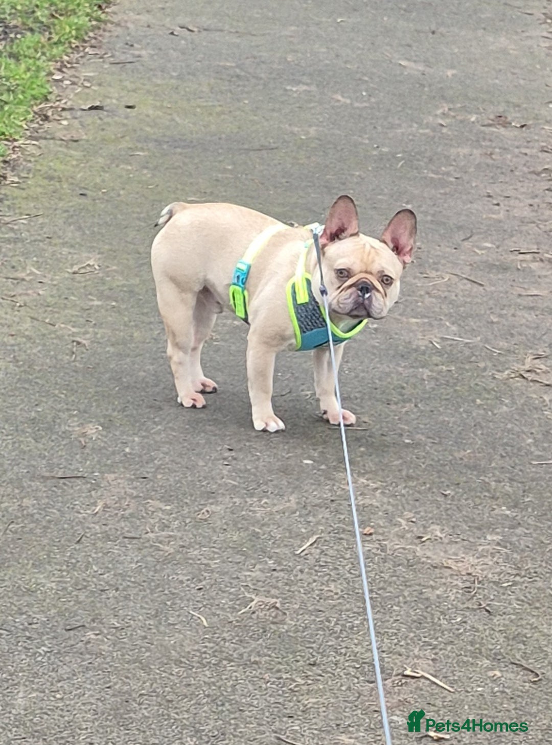 French Bulldog dogs for sale: French bulldog - Advert 8