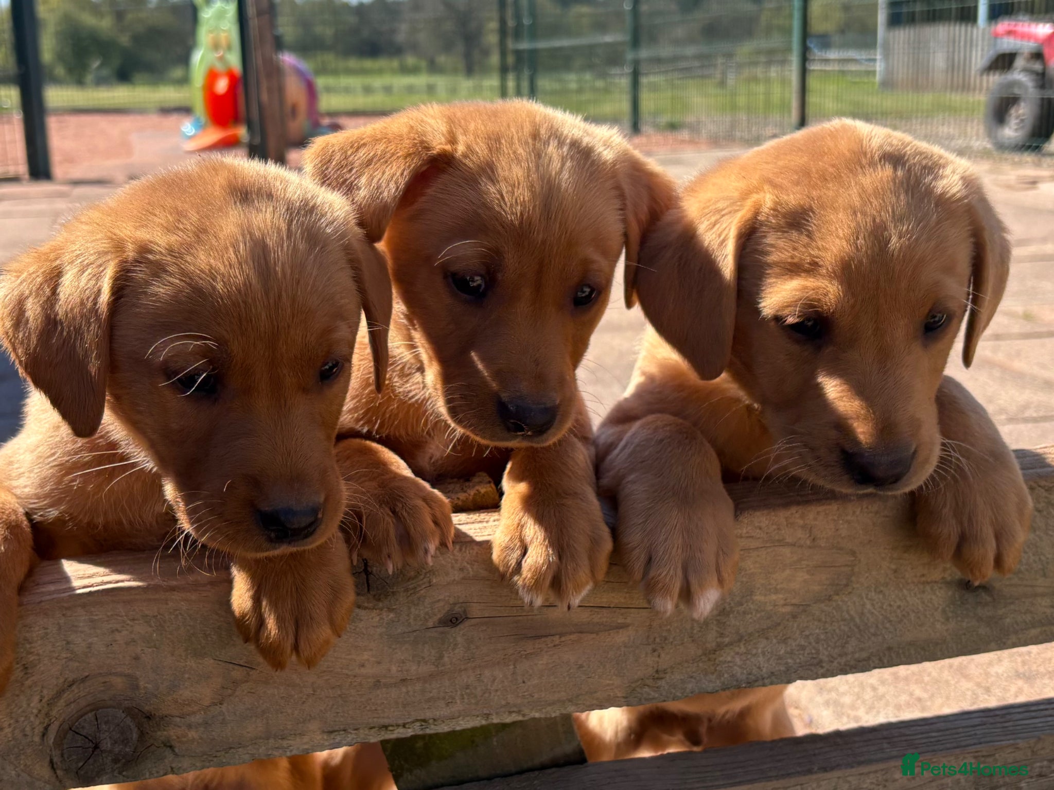 Labrador Retriever dogs Gorgeous KC  Fox Red pups for sale - Advert 2