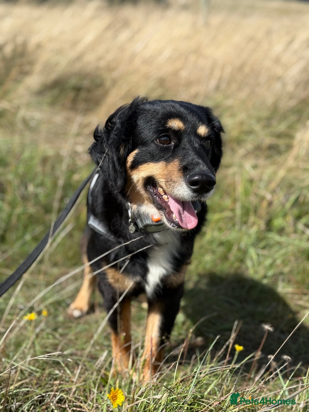 Mixed Breed dogs for adoption: Sweet Bubu Looking For Love  - Image 15