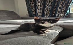 Mixed Breed cats for sale: 6 kittens for sale - Advert 4