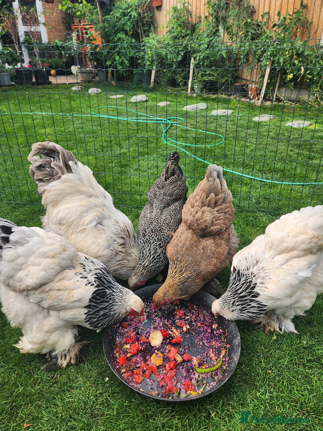 Chickens poultry for sale: Hatching eggs - Image 24