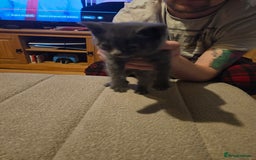 Mixed Breed cats for sale: Mixed kittens ready for their new home - Image 15