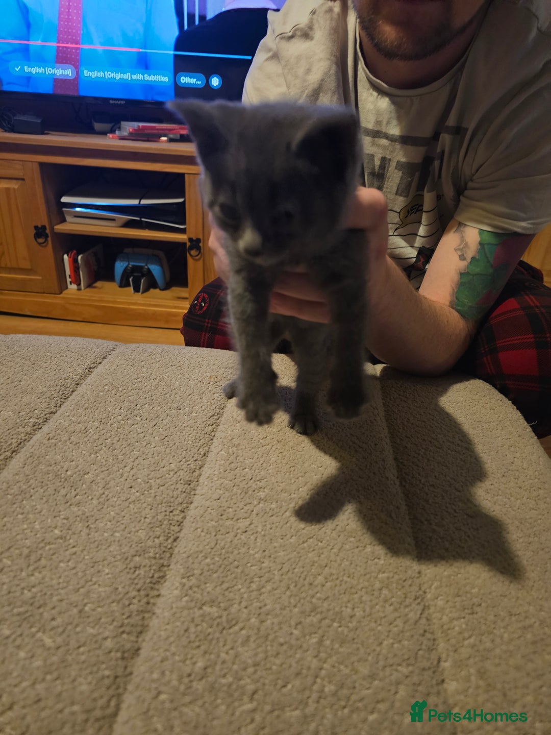 Mixed Breed cats for sale: Mixed kittens ready for their new home - Image 15