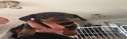 Miniature Dachshund dogs for sale: Minature dachshund puppies  - Advert 3