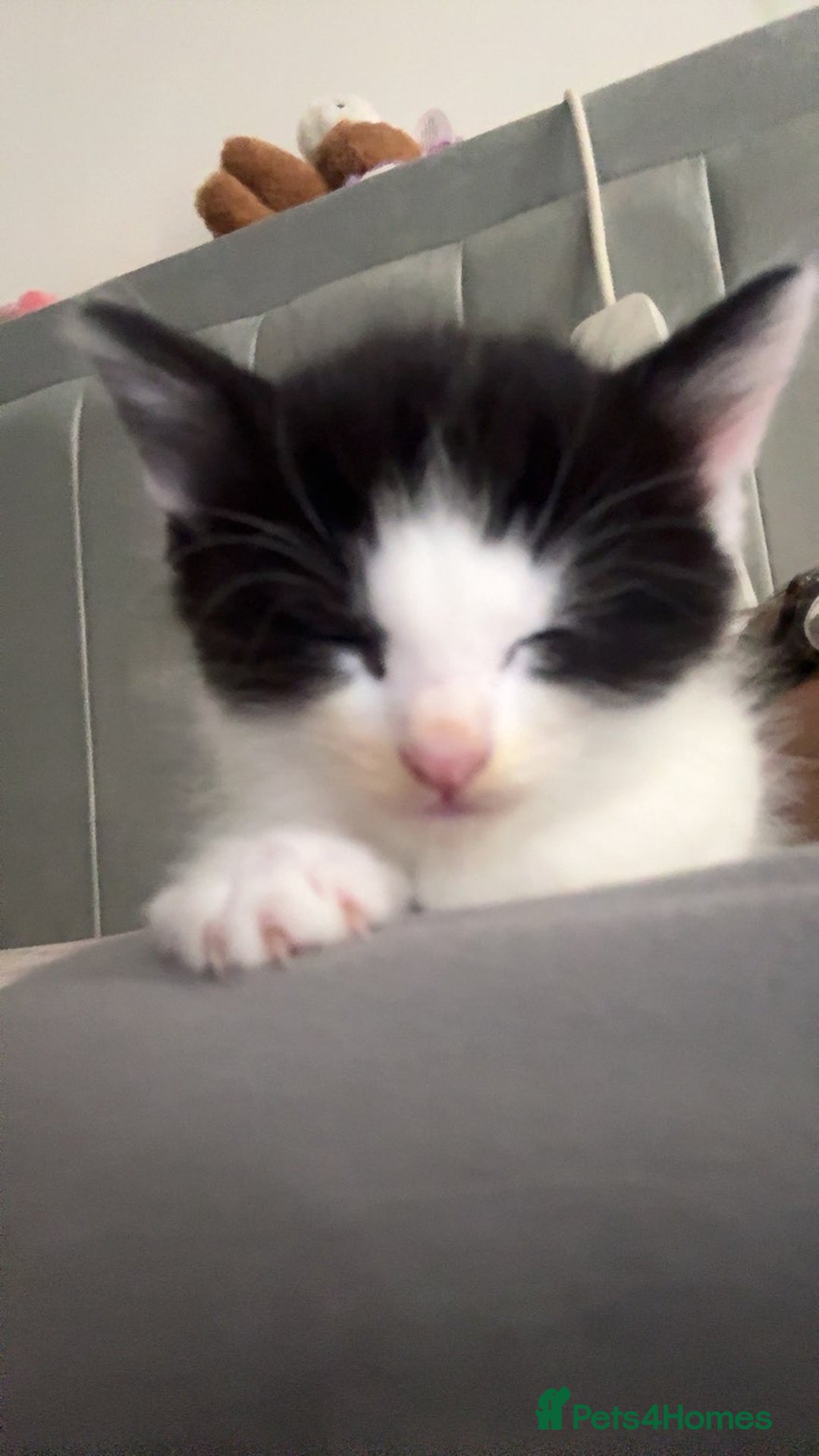 Mixed Breed cats for sale: Very loving and cuddly kitten - Advert 2