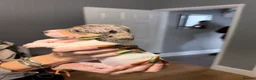 Miniature Dachshund dogs for sale: MINIATURE DACHSHUND PUPPIES 3 BOYS & 5 GIRLS 🐾 in Liverpool - Advert 10