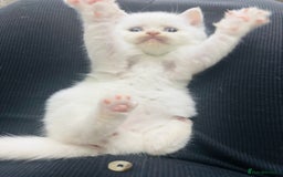 British Shorthair cats for sale: British short hair kittens  - Image 8