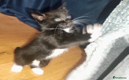 Mixed Breed cats for sale: 8 weeks old Kitten, Female - Image 27