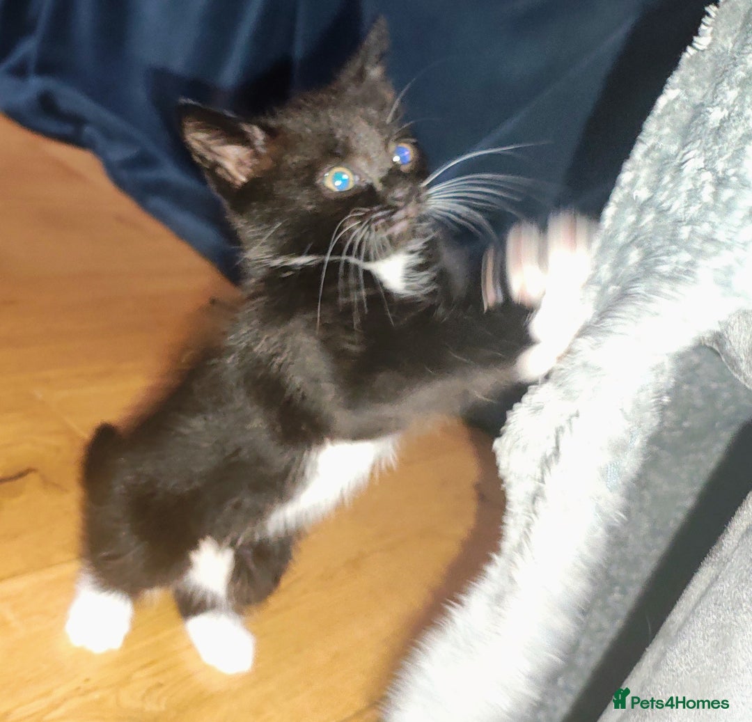 Mixed Breed cats for sale: 8 weeks old Kitten, Female - Image 27