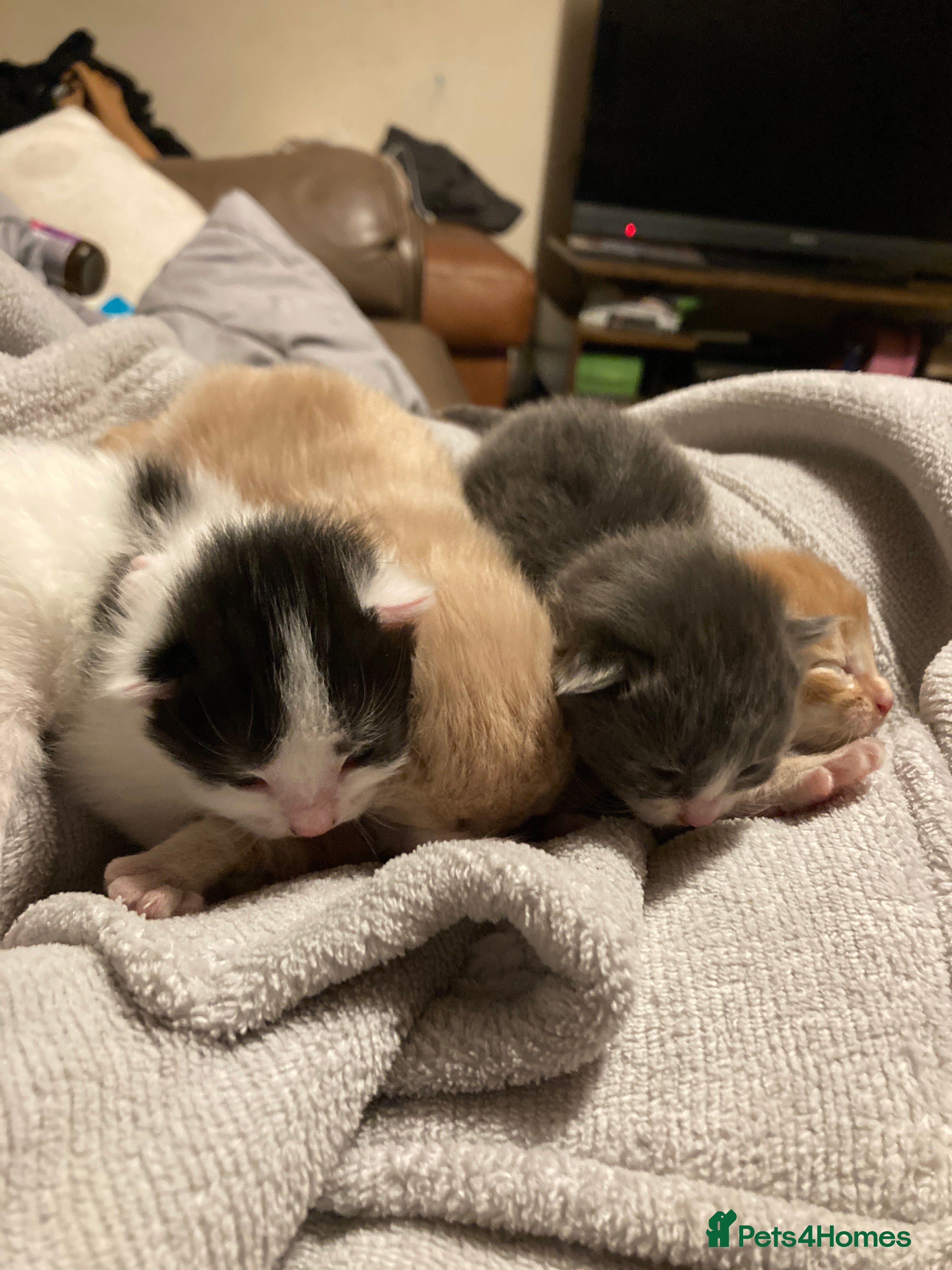 Mixed Breed cats Kittens - Advert 1