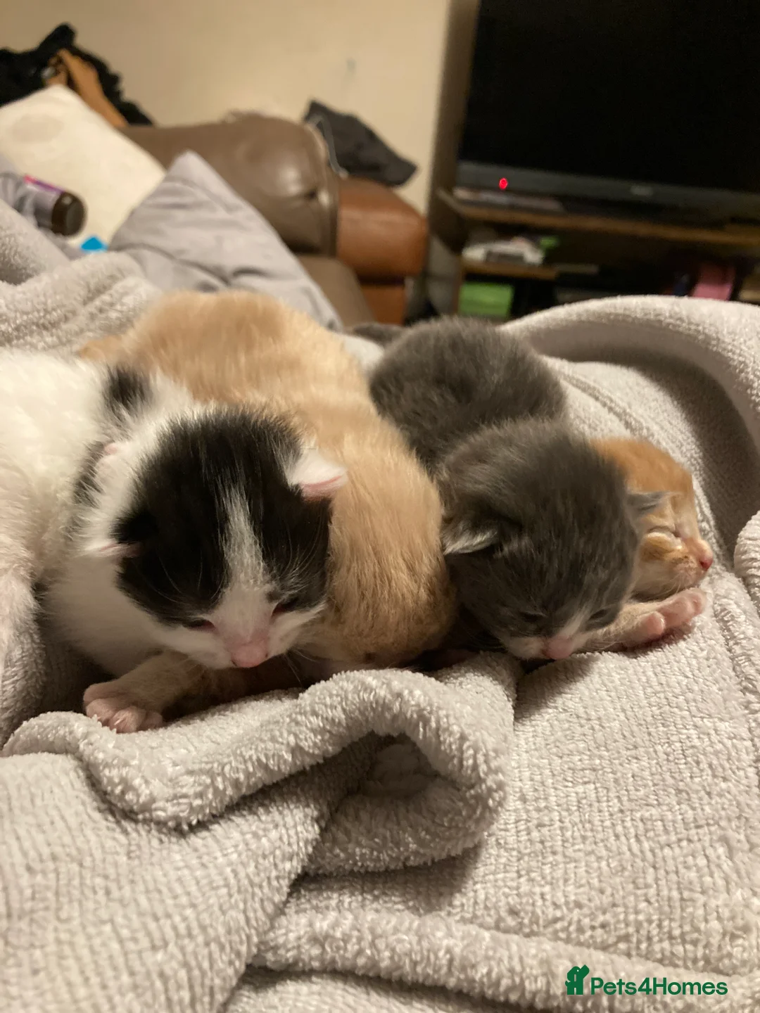 Mixed Breed cats for sale: Kittens in Norwich - Advert 1