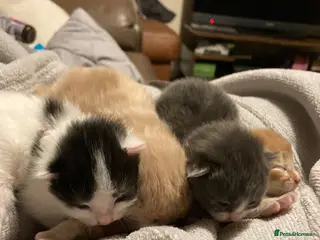 Mixed Breed cats Kittens - Advert 1