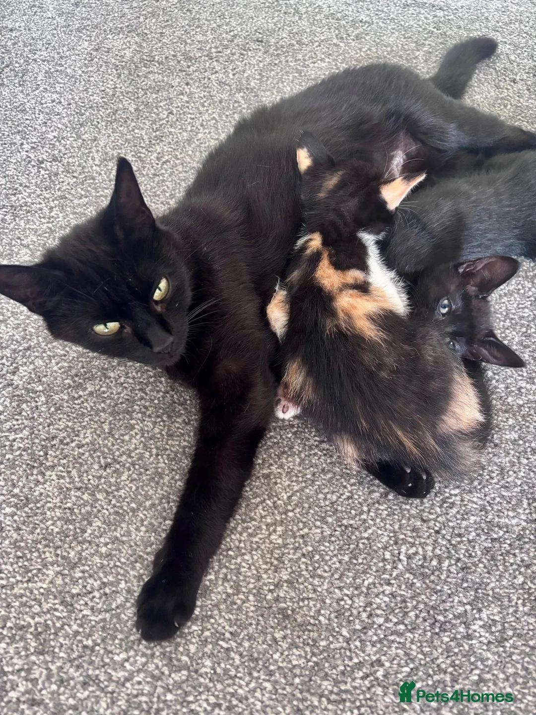 Mixed Breed cats for sale: Beautiful part Siamese kittens 🐾  - Advert 2