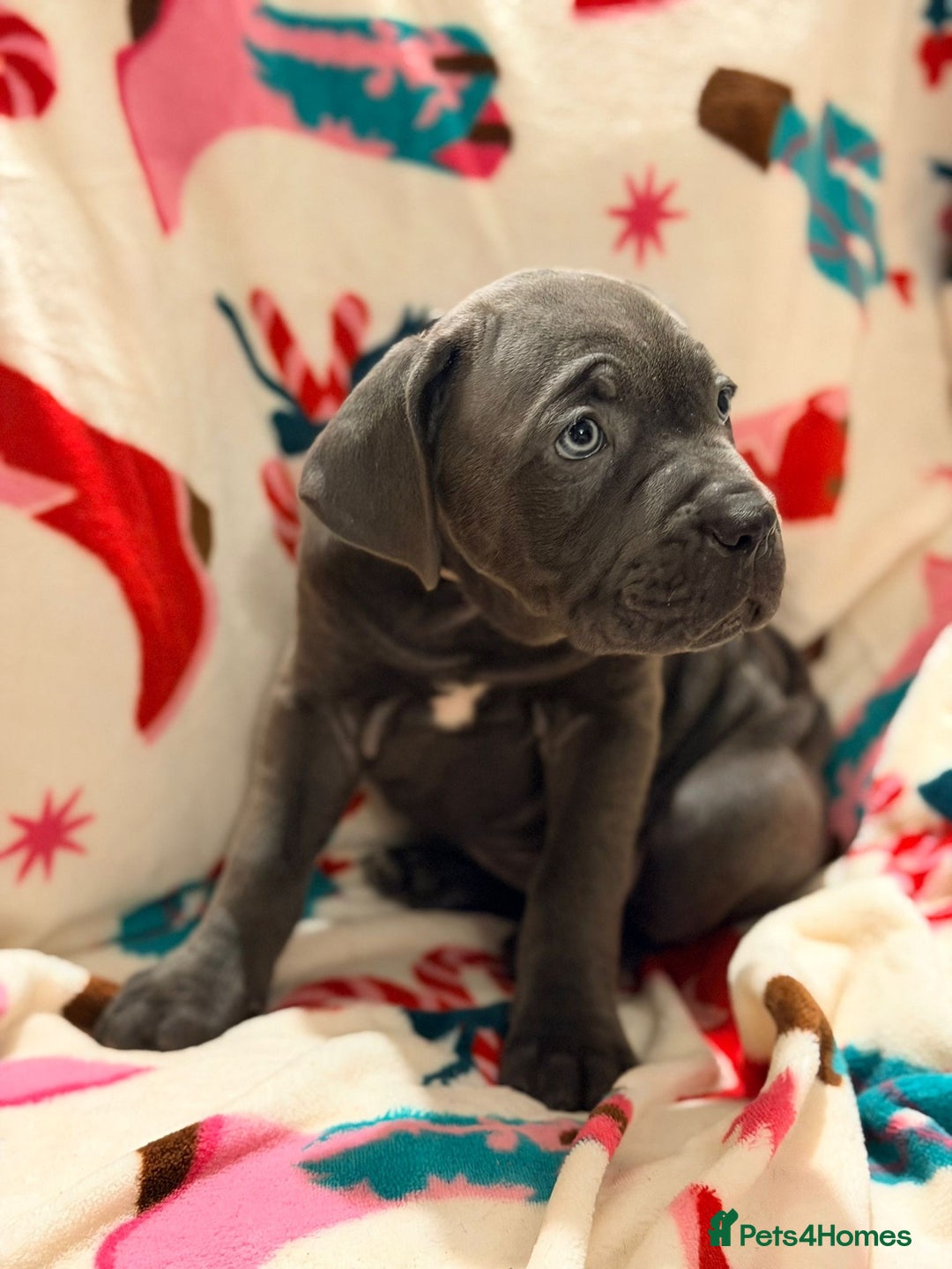 Cane Corso dogs for sale: 🐾 Stunning Cane Corso Puppies Available NOW ! 🐾 - Advert 7
