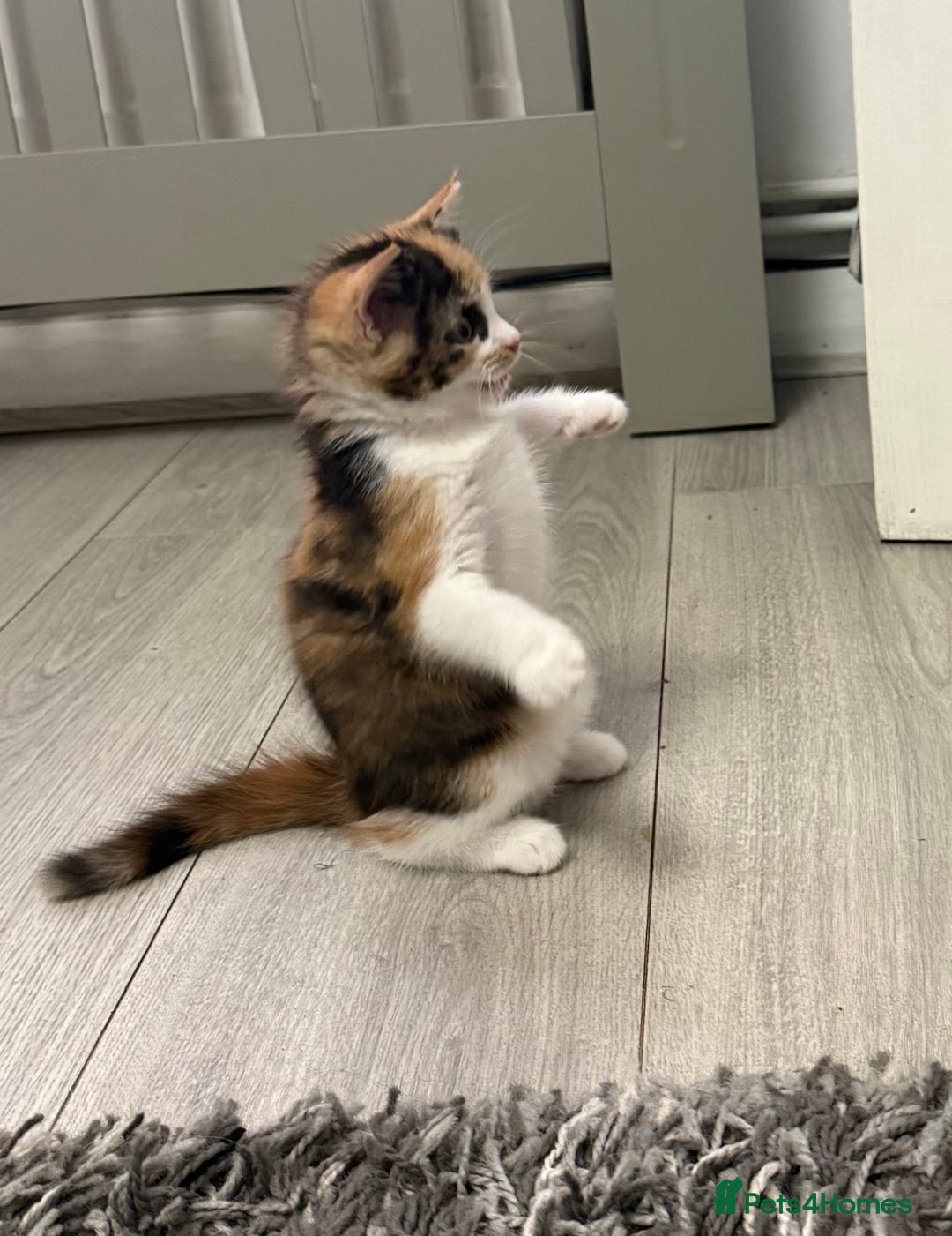 Ragdoll cats for sale: Adorable Ragdoll/Turkish Angora Female Kitten - Image 3