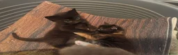 Mixed Breed cats for sale: 4 gorgeous little kitten looking for homes  - Advert 26