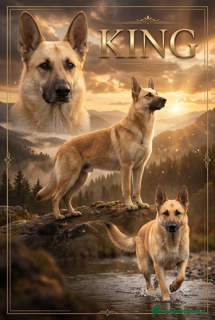 German Shepherd dogs STUD ONLY German Shepherd  - Advert 1