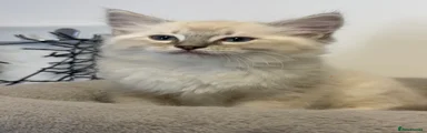 Ragdoll 5