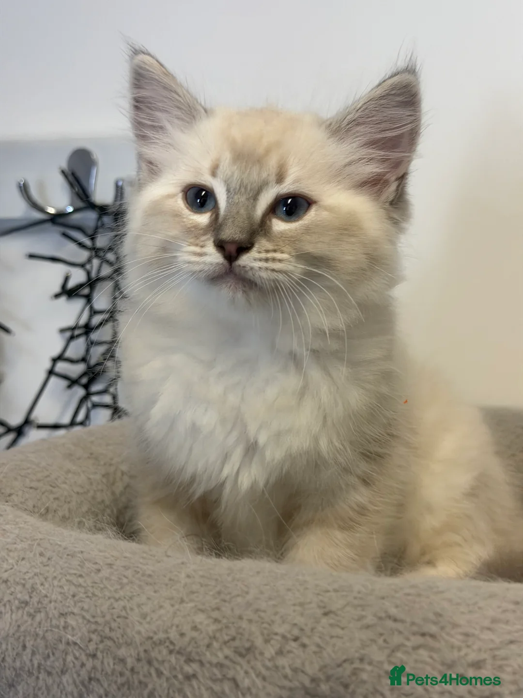 Ragdoll cats for sale: 🐾💙 5 Gorgeous Male Ragdoll Kittens for Sale - Advert 2