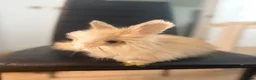 Angora rabbits for sale: Pure bred Angora babies - Advert 6
