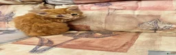 Mixed Breed cats for sale: Ginger-Tortie Kittens  - Advert 9
