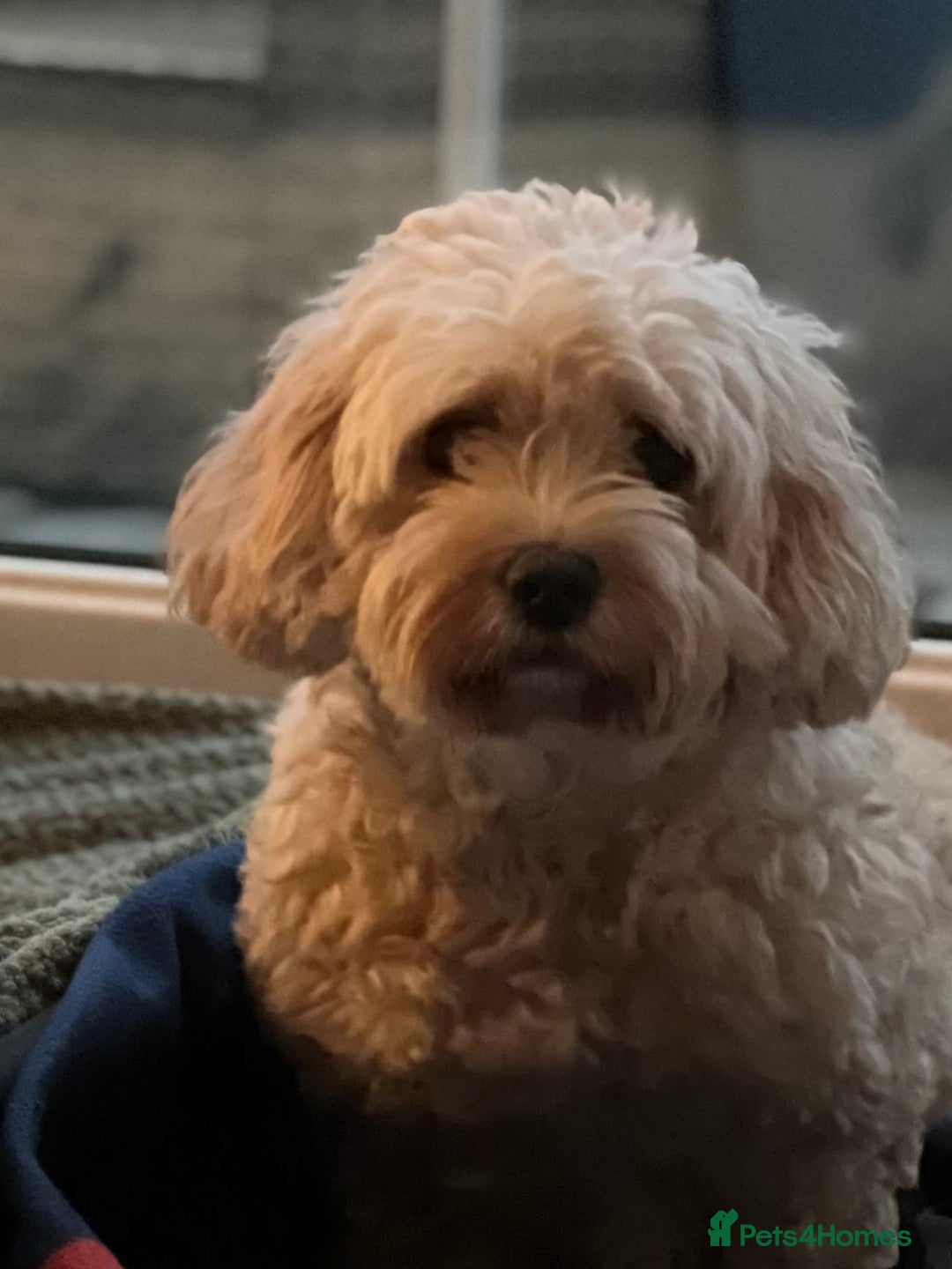 Cavapoochon dogs for sale: 5 ⭐️ LICENSED BREEDER HEALTH TESTED CAVAPOOCHONS - Advert 39