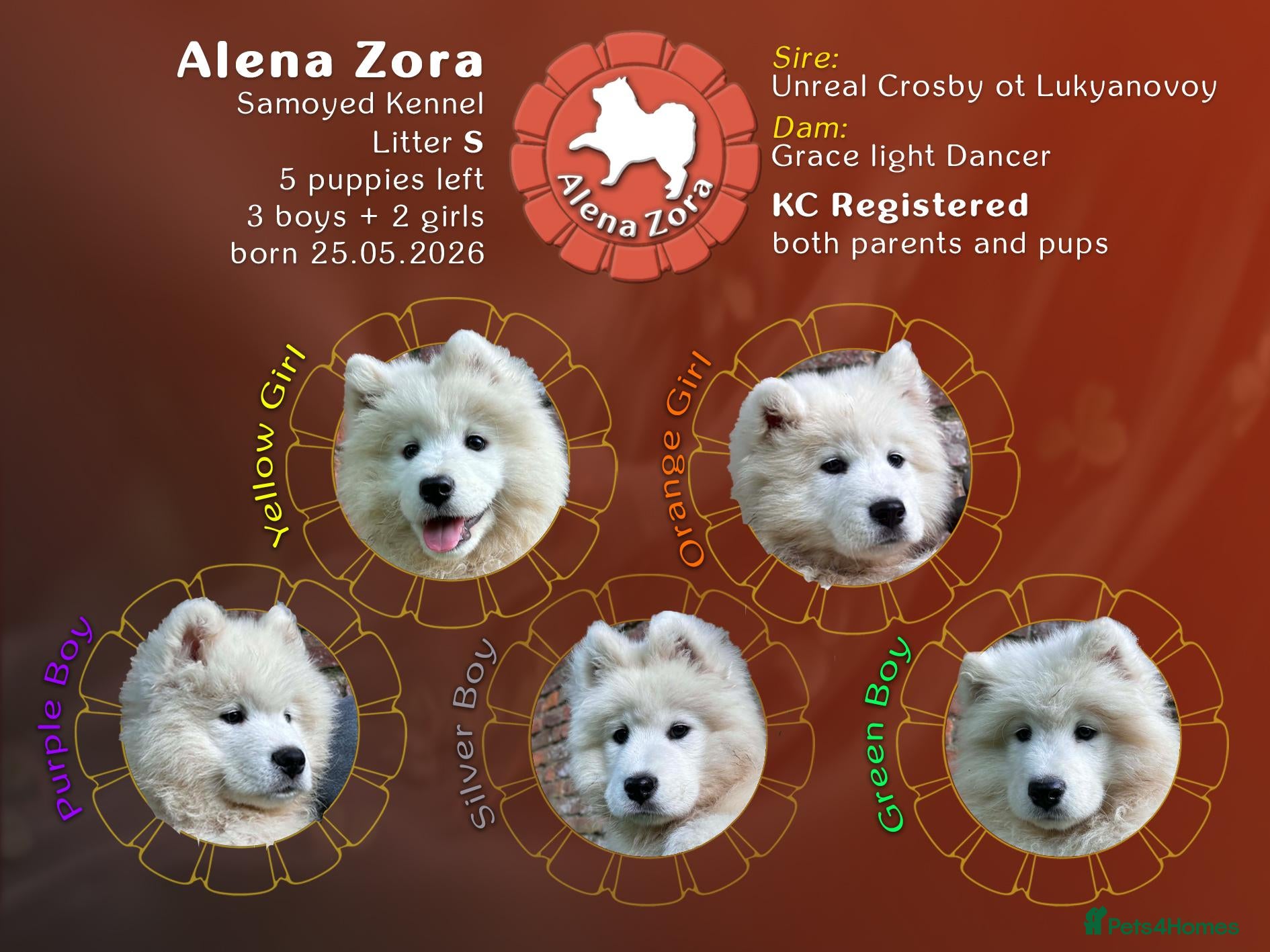Samoyed dogs KC registered Samoyed puppies Champ Sire - Advert 1