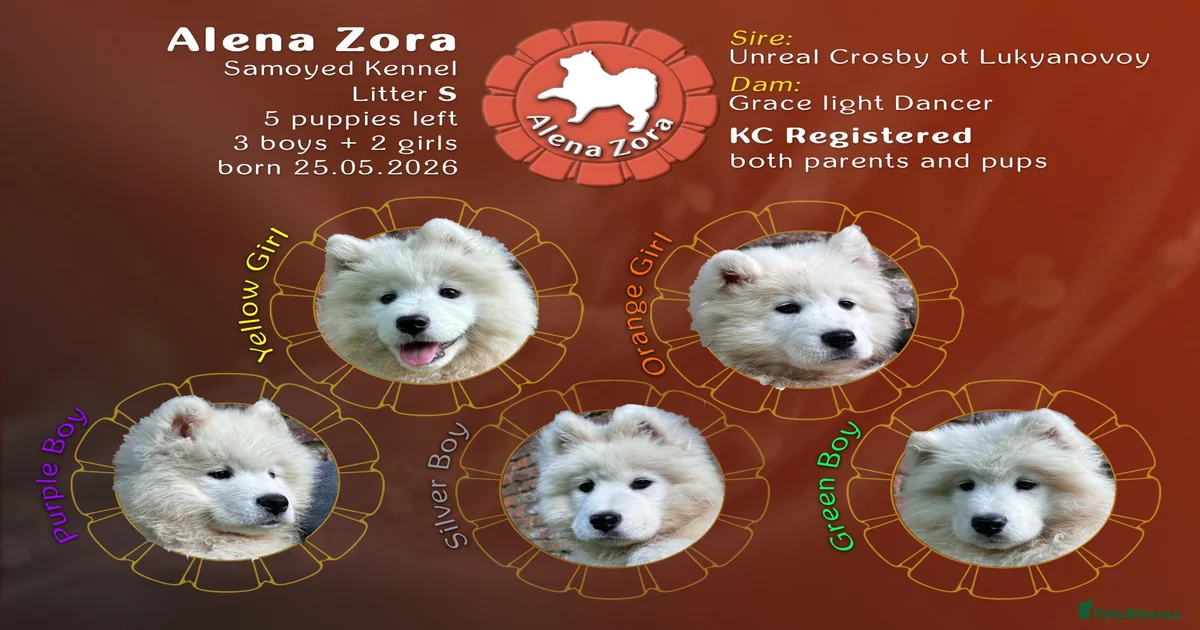 Samoyed Puppies for sale | Pets4Homes