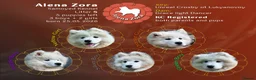 Samoyed dogs for sale: KC registered Samoyed puppies Champ Sire - Advert 1