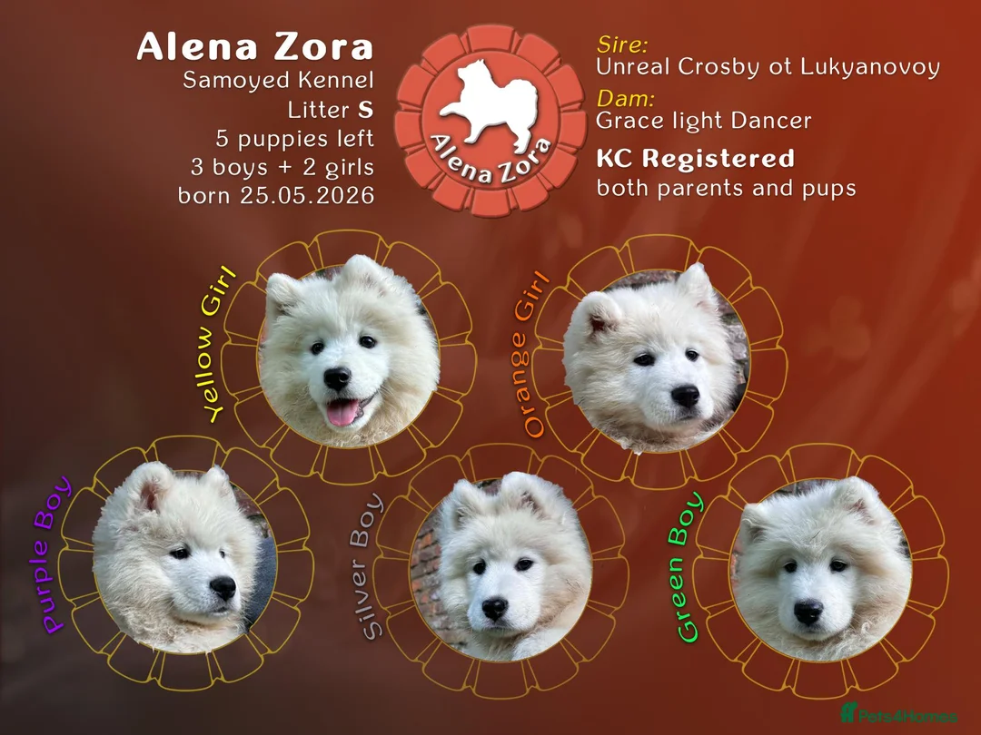 Samoyed dogs for sale: KC registered Samoyed puppies Champ Sire - Advert 1
