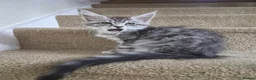 Maine Coon cats for sale: PROUDLY LICENSED, FULLY REGISTERED CATTERY!!  - Advert 10