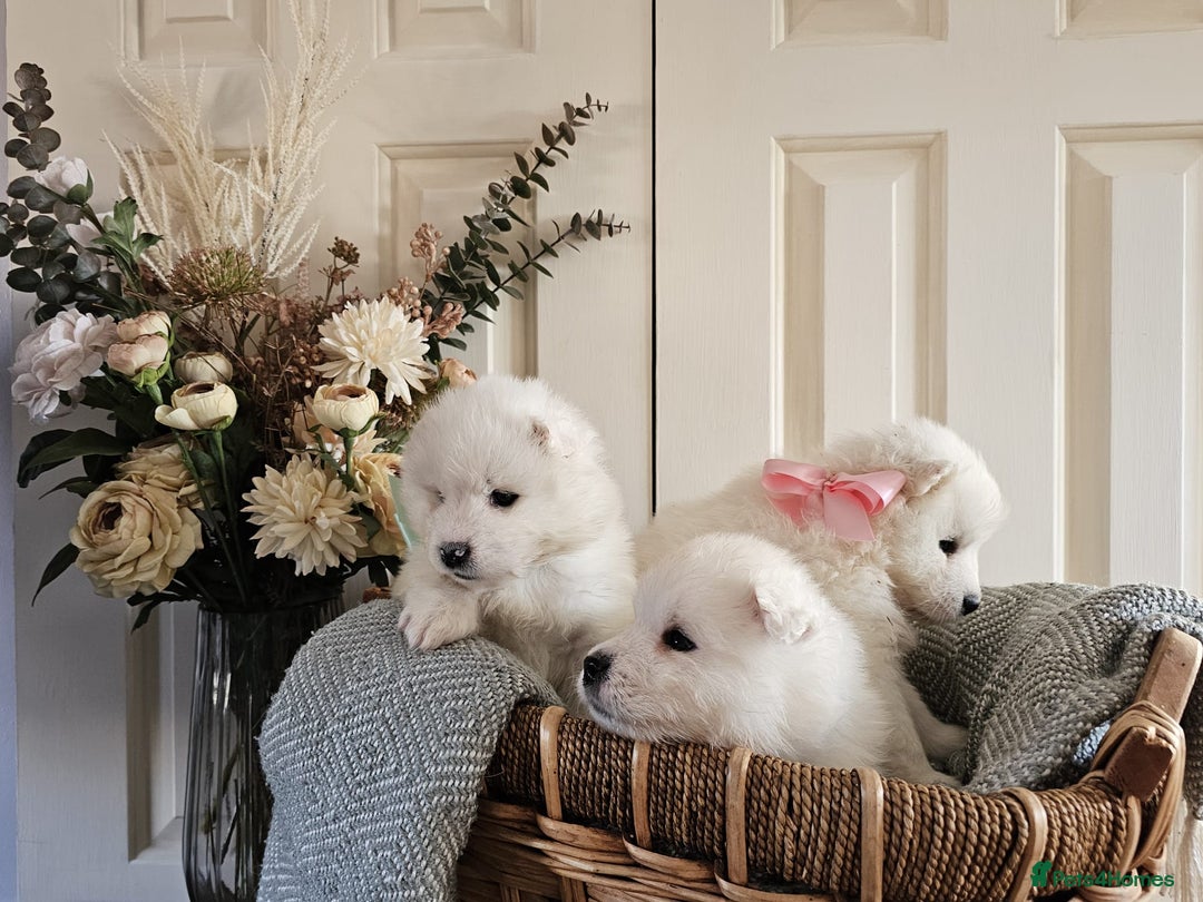 Samoyed dogs for sale: Outstanding Litter of Pedigree Samoyeds - Advert 13