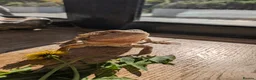 Bearded Dragon reptiles for sale: Bearded dragon - 1 year old - Advert 2