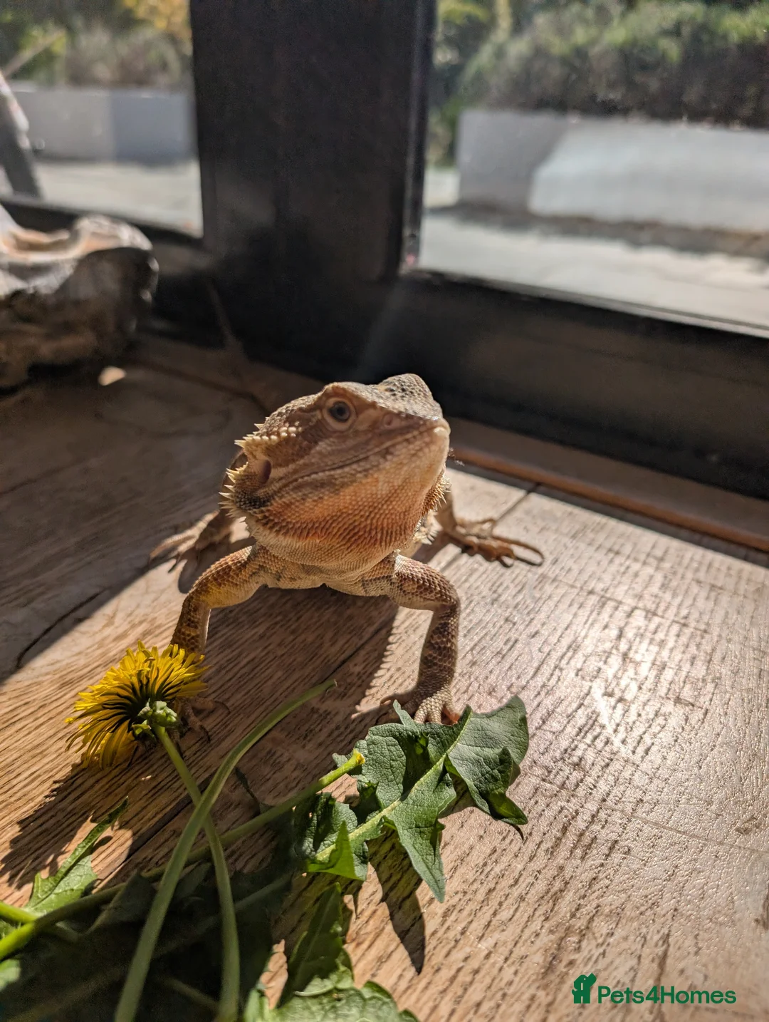 Bearded Dragon reptiles for sale: Bearded dragon - 1 year old - Advert 2