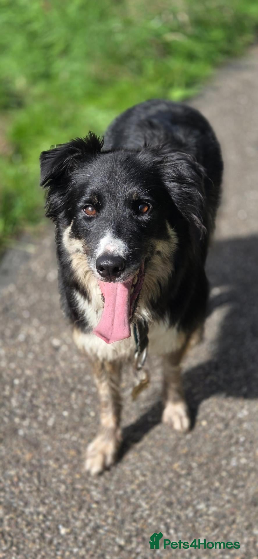 Border Collie dogs Border collie for rehoming - Advert 4